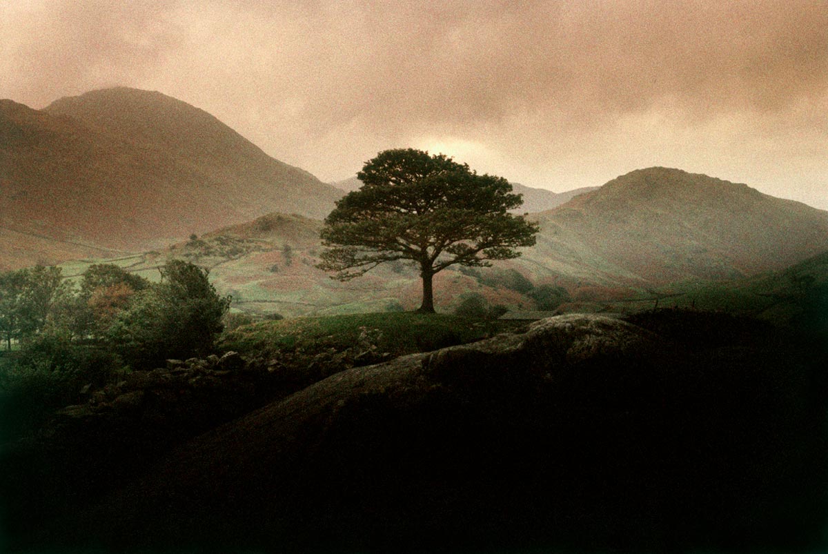 Lake District tree