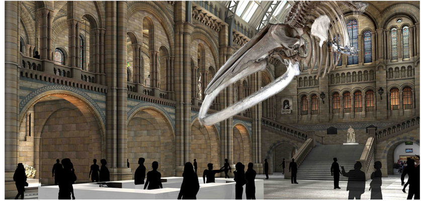 Blue whale hintze hall